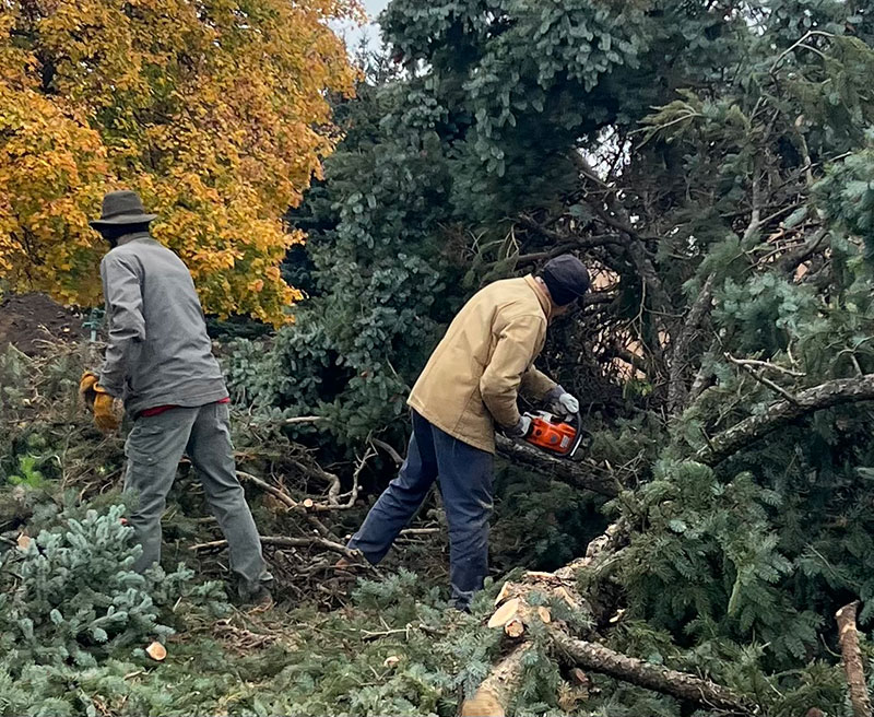 Men using chainsaws cutting down trees